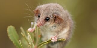 Potensi Populasi Baru Posum Terkecil di Dunia Ditemukan di Australia Selatan
