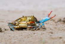 Чесапіцький Краб: Жорстоке Коло Канібалізму