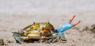 Chesapeake Bay Crabs: Ein brutaler Kreislauf des Kannibalismus