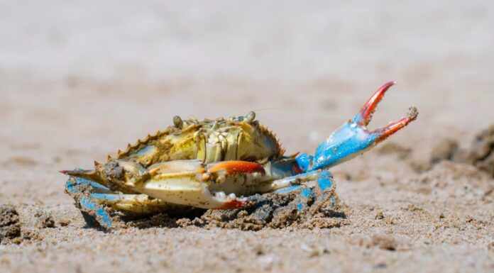 Чесапіцький Краб: Жорстоке Коло Канібалізму