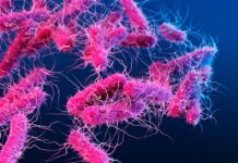 Здоров’я кишечника покращує фертильність: Мікробіом старих мишей омолоджує яєчники молодих