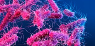 Здоров’я кишечника покращує фертильність: Мікробіом старих мишей омолоджує яєчники молодих