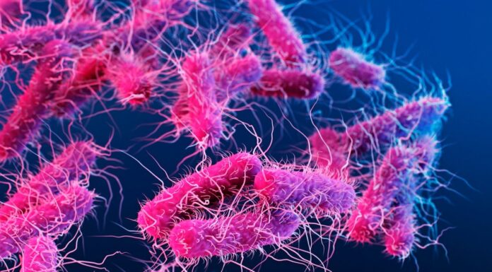 Здоров’я кишечника покращує фертильність: Мікробіом старих мишей омолоджує яєчники молодих