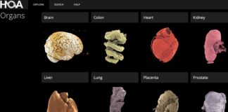 Революційний 3D-атлас людських органів тепер загальнодоступний