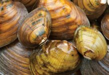 The Silent Extinction: het mysterie van de verdwijnende zoetwatermosselen van Amerika ontrafelen