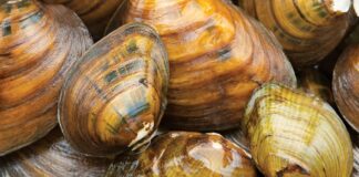 Безмовне вимирання: розгадка таємниці зникнення прісноводних молюсків в Америці