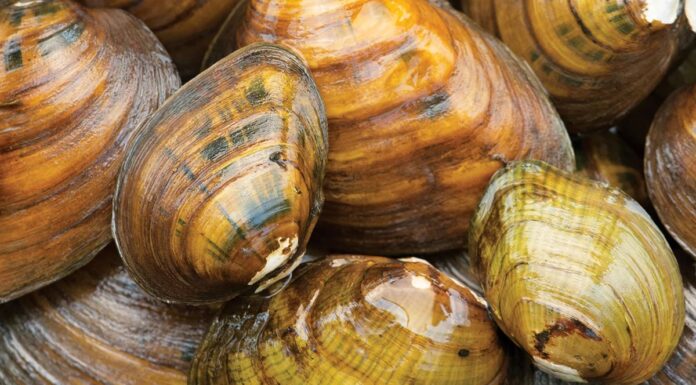 Безмовне вимирання: розгадка таємниці зникнення прісноводних молюсків в Америці