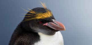 Створені для глибин: дивовижна анатомія пінгвіна макарони