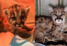 Menyelamatkan Kelompok Rentan: Perjuangan Menyelamatkan Anak Singa Gunung yang Yatim Piatu