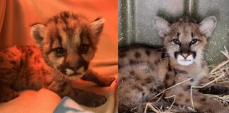 Порятунок беззахисних: боротьба за життя осиротілих дитинчат пуми