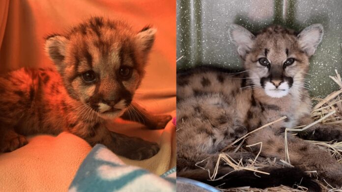 2f1fccb2-a649-48d0-ac40-f139f2a93256