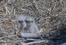 Допоможіть дати імена новому поколінню знаменитих білоголових орлів із долини Біг-Бер