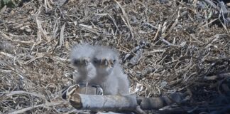 Допоможіть дати імена новому поколінню знаменитих білоголових орлів із долини Біг-Бер