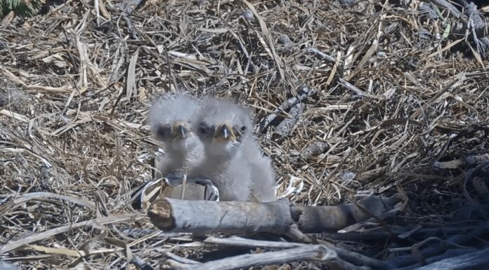 Допоможіть дати імена новому поколінню знаменитих білоголових орлів із долини Біг-Бер