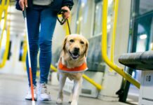 Чому роботи не зможуть замінити інтуїтивний зв’язок із собаками-поводирями