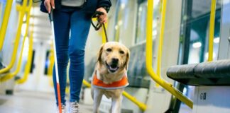 Чому роботи не зможуть замінити інтуїтивний зв’язок із собаками-поводирями