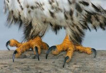 Les oiseaux sauvés reçoivent régulièrement des « pédicures » pour rester en bonne santé