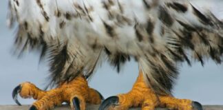 Les oiseaux sauvés reçoivent régulièrement des « pédicures » pour rester en bonne santé