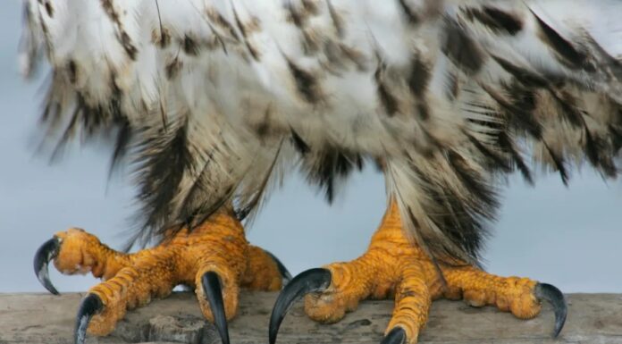Врятовані Птахи Регулярно Отримують “Педикюр” для підтримки здоров’я