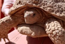 Порятунок черепахи “Бетті Уайт” після зимової сплячки