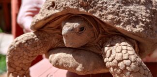 Penyelamat Kura-kura ‘Betty White’ Ditemukan Setelah Tempat Persembunyian Musim Dingin