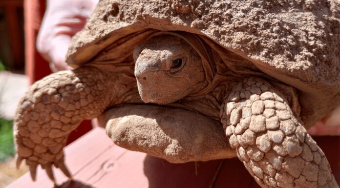 Порятунок черепахи “Бетті Уайт” після зимової сплячки