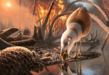 Велике виживання: чому сучасні птахи пережили динозаврів