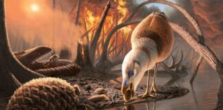 Велике виживання: чому сучасні птахи пережили динозаврів