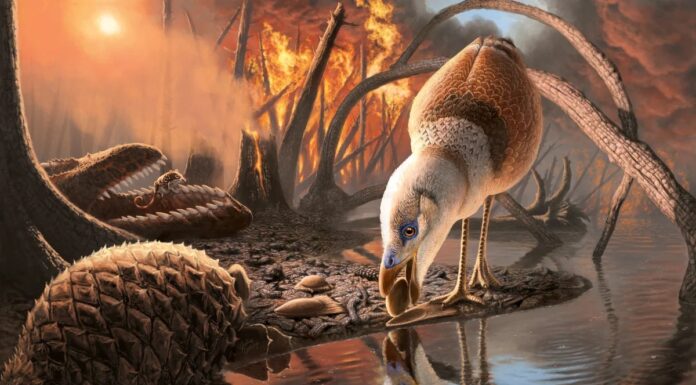 Велике виживання: чому сучасні птахи пережили динозаврів