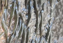 Крихітні риби, що збираються по водоспадам в Епічних 10-годинних сходженнях