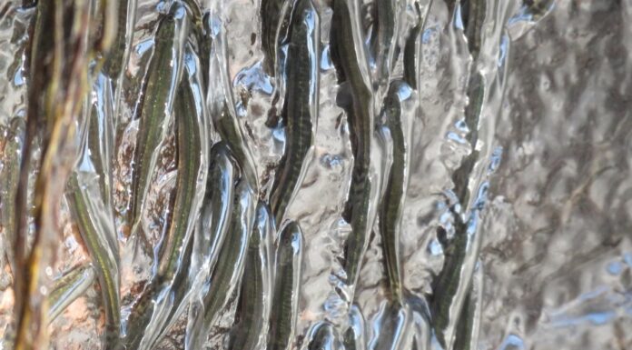 Крихітні риби, що збираються по водоспадам в Епічних 10-годинних сходженнях