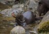 Крихітні початки: Честерський зоопарк вітає потомство гігантських видр