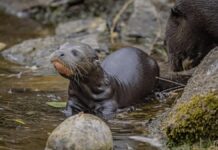 Крихітні початки: Честерський зоопарк вітає потомство гігантських видр