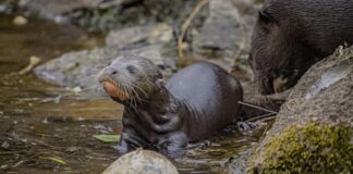 Крихітні початки: Честерський зоопарк вітає потомство гігантських видр