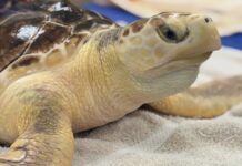 Рідкісна гібридна знахідка: знайомтеся, Ерл Грей – морська черепаха змішаного походження