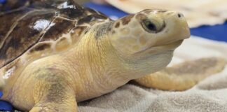 Une découverte hybride rare : rencontrez Earl Grey, la tortue de mer au patrimoine mixte