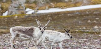 Дивні тактики виживання в природі: від поїдають кістки північних оленів до птахів, що заманюють хробаків