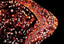 Au-delà des cicatrices : de nouvelles recherches révèlent des indices sur la régénération des mammifères