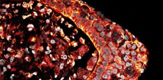 Beyond Scarring: Penelitian Baru Membuka Petunjuk Regenerasi Mamalia