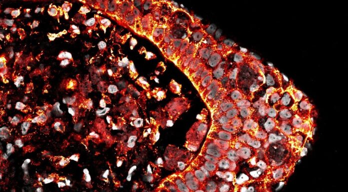 Більш ніж шрами: нові дослідження розкривають секрети регенерації у ссавців