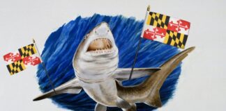 Мегалодон збирається стати акулою штату Меріленд