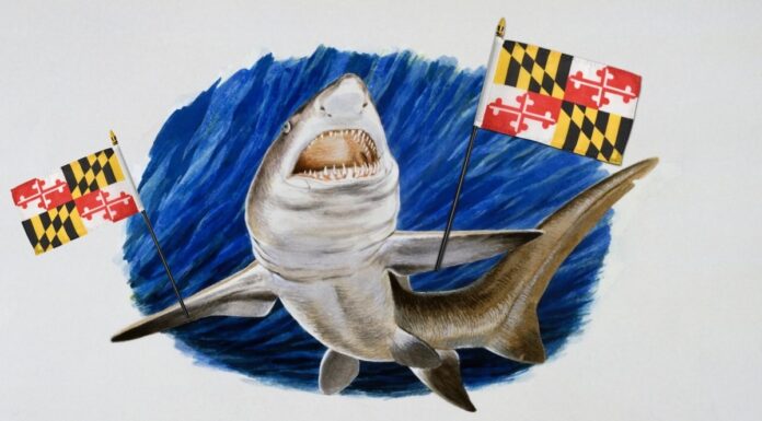 Мегалодон збирається стати акулою штату Меріленд