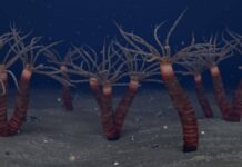 У Канаді виявлено зв’язок віком 450 мільйонів років із сучасними медузами