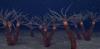 Un lien vieux de 450 millions d’années avec des méduses modernes découvert au Canada