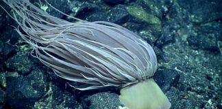 Таємниця золотої кулі: вчені розкрили природу дивної глибоководної знахідки