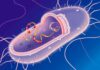 Can Life Survive on Fewer Building Blocks? AI Helps Scientists Test the Limits of Biology
