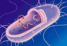 Can Life Survive on Fewer Building Blocks? AI Helps Scientists Test the Limits of Biology