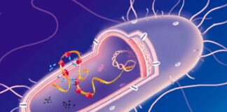 Can Life Survive on Fewer Building Blocks? AI Helps Scientists Test the Limits of Biology