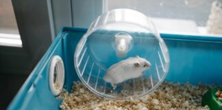 Hoe een YouTuber een hamsterwiel in een werkende telefoonoplader veranderde