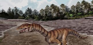 The Witch Croc: een tandeloze tweevoeter uit het Trias